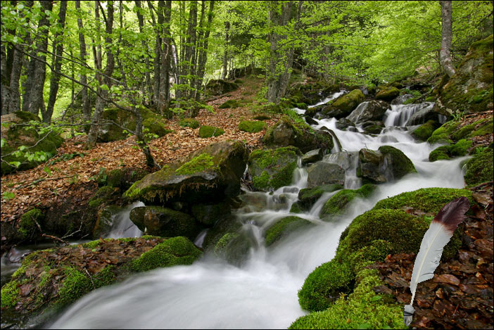 Torrent dans une forêt, une plume posée sur la mousse